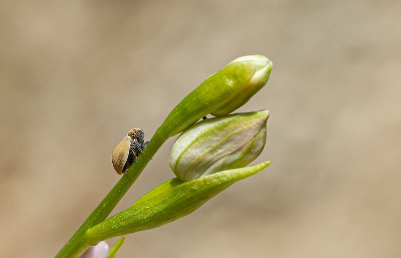 Букашка :))) фото превью