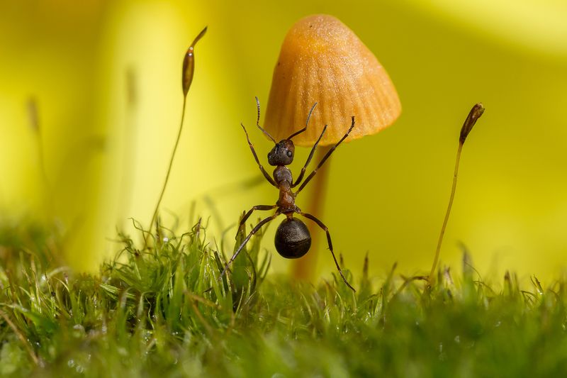 Хороший гриб, большой! Надо брать! фото превью