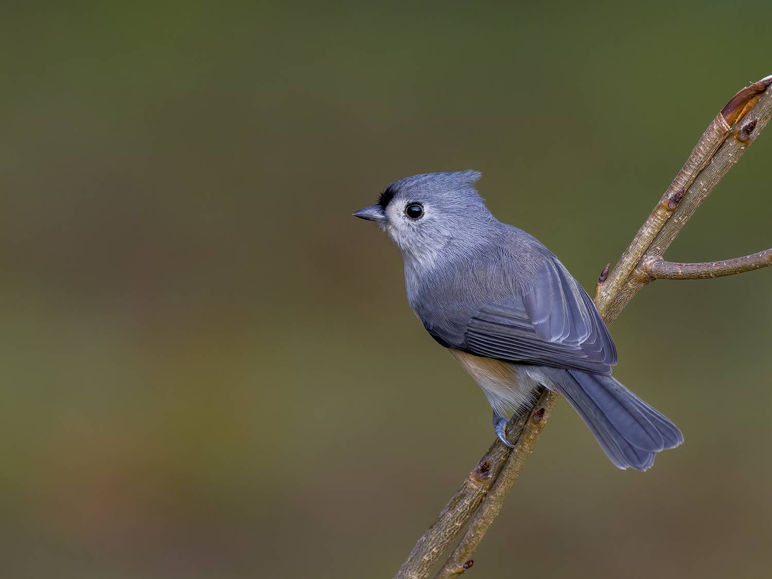 , Burgalin Sequeira Fernando