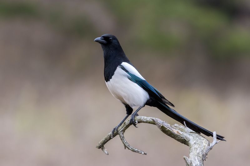 птицы,сорока Сорока фото превью