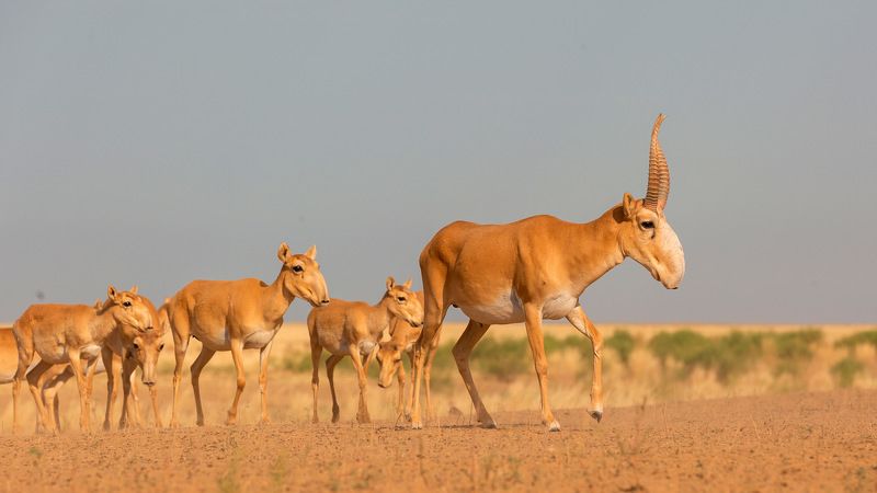 Сайгак, Калмыкия, заповедник Султан фото превью