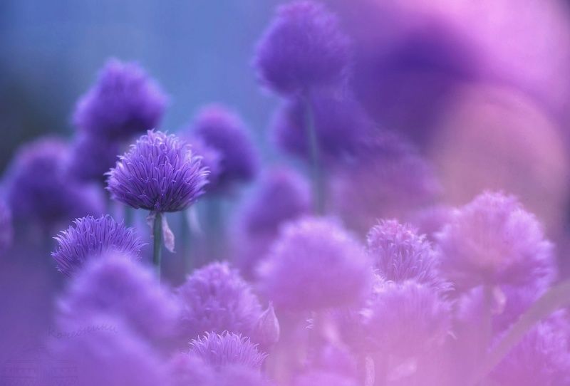 Луковый цвет фото превью