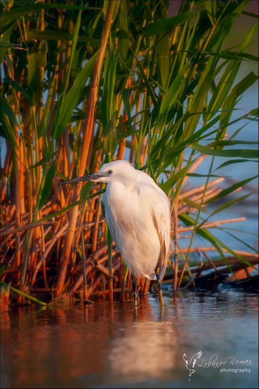 * * * фото превью