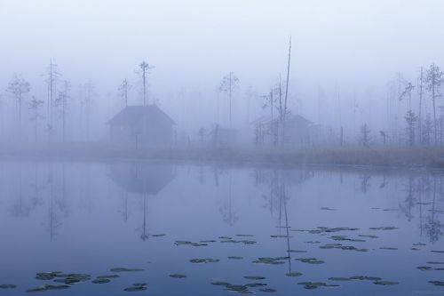 Уютное утро на лесном озере
