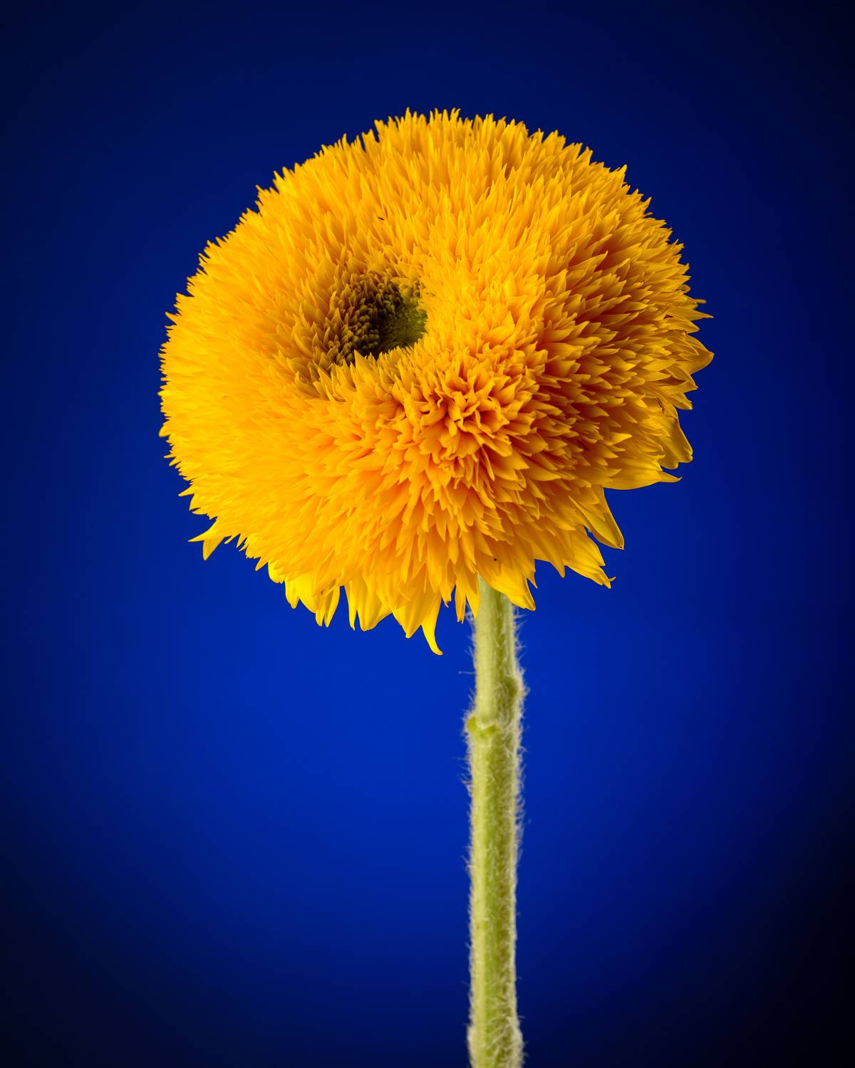 , Сизов Кирилл