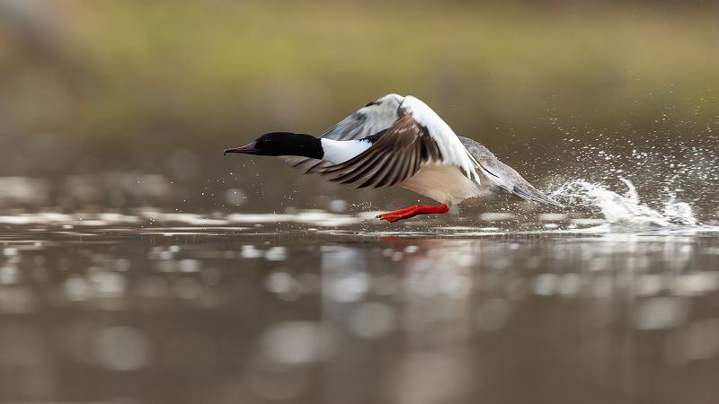 Большой крохаль. фото превью