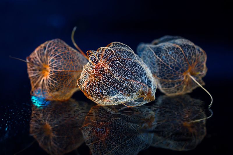 физалис, растения, природа, флора Фонарики физалиса фото превью