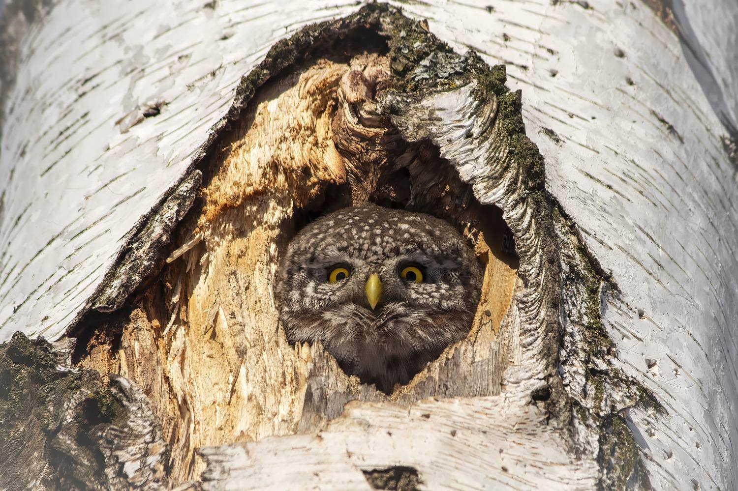птицы, Пронин Денис