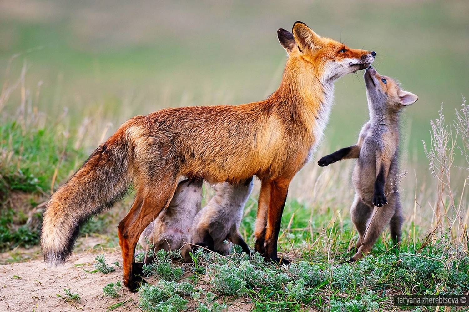 , Татьяна Жеребцова