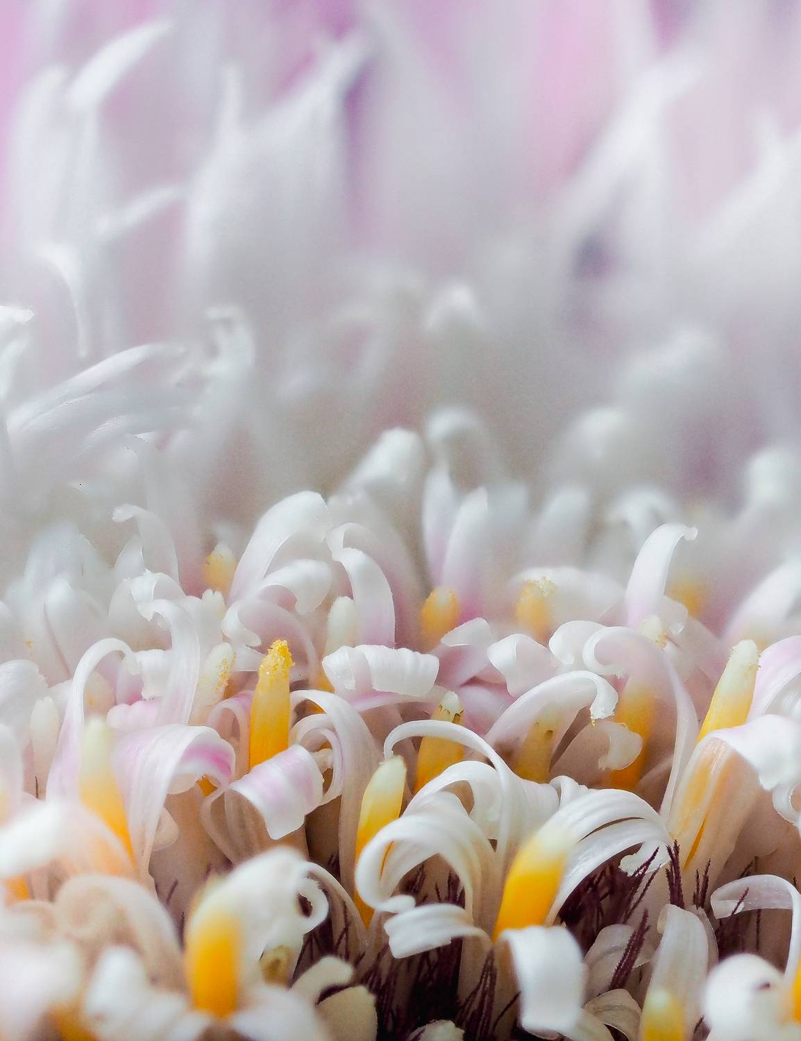 цветок, макро, flower, macro, Ирина Протченко