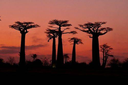 Guardians of Madagascar