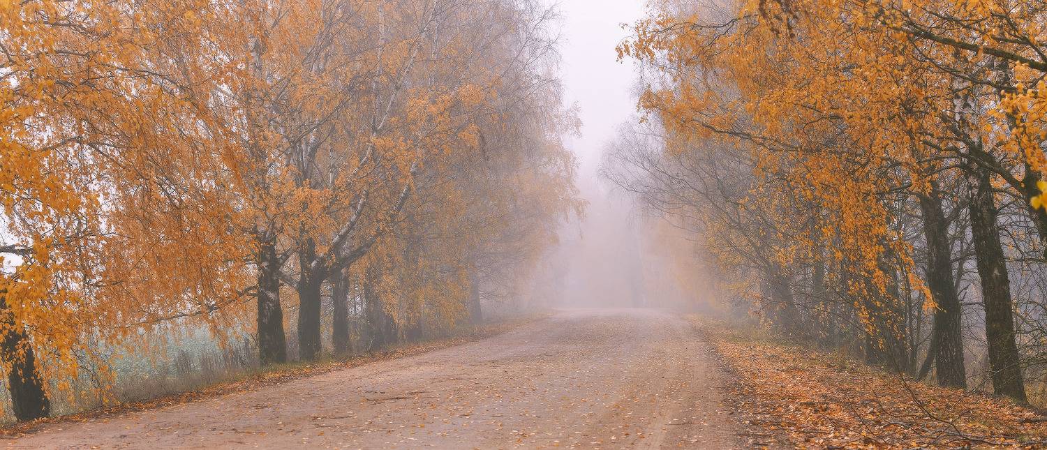 беларусь, березы, дорога, минск и окрестности, октябрь, осень, рассвет, туман, утро, Вейзе Максим