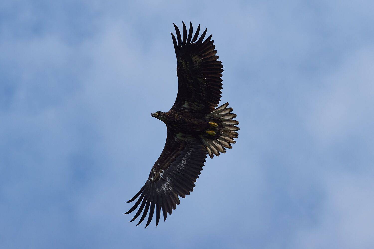 volgogad, russia, wildlife, bird, birds, birdswatching, volgograd, russia, wildlife, Haliaeetus albicilla, , Сторчилов Павел