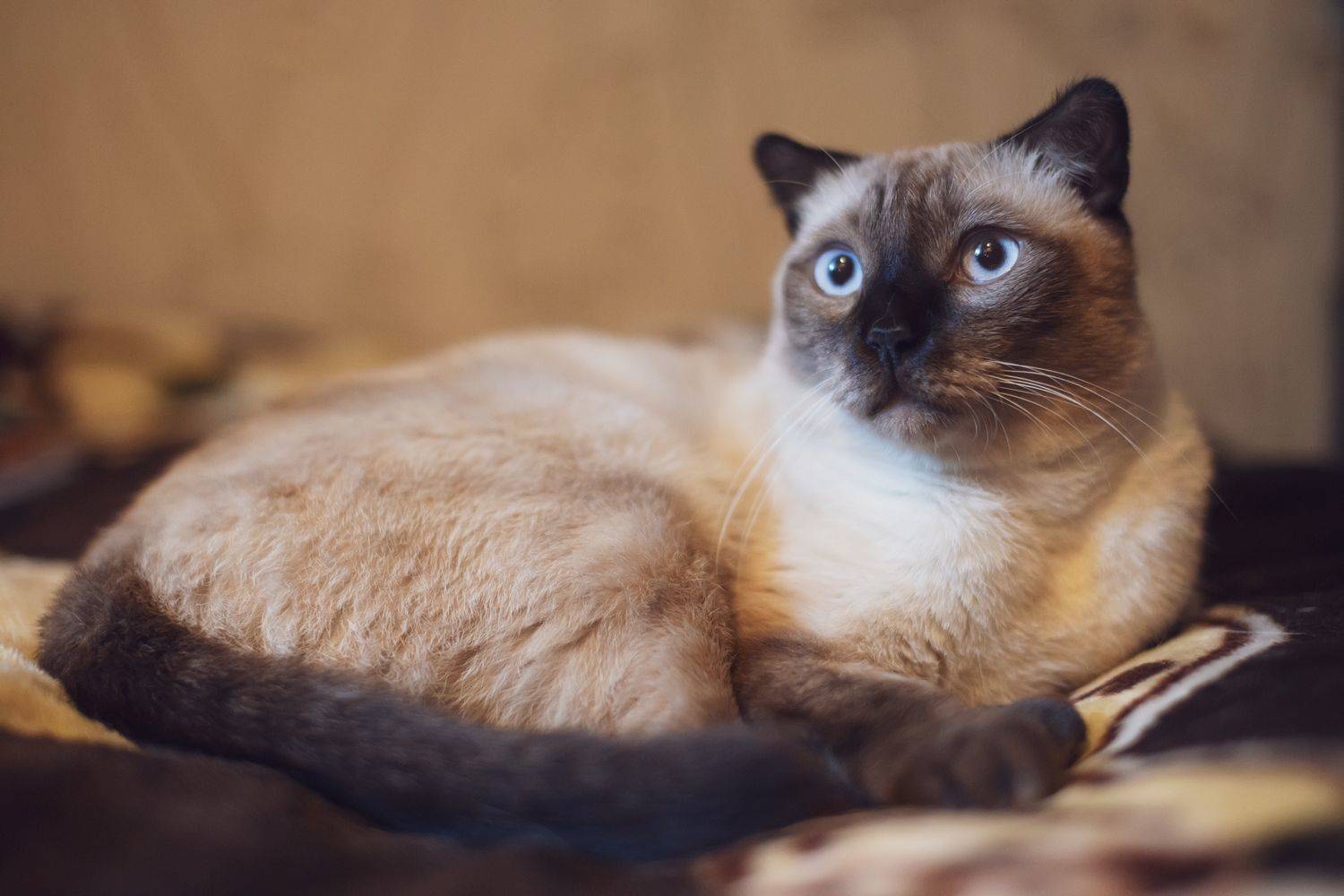 , Денис Свечников