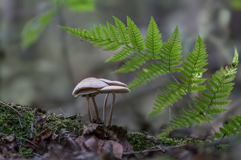 грибы, поганки, лес, осень, макро, macro Один за всех и все за одного фото превью