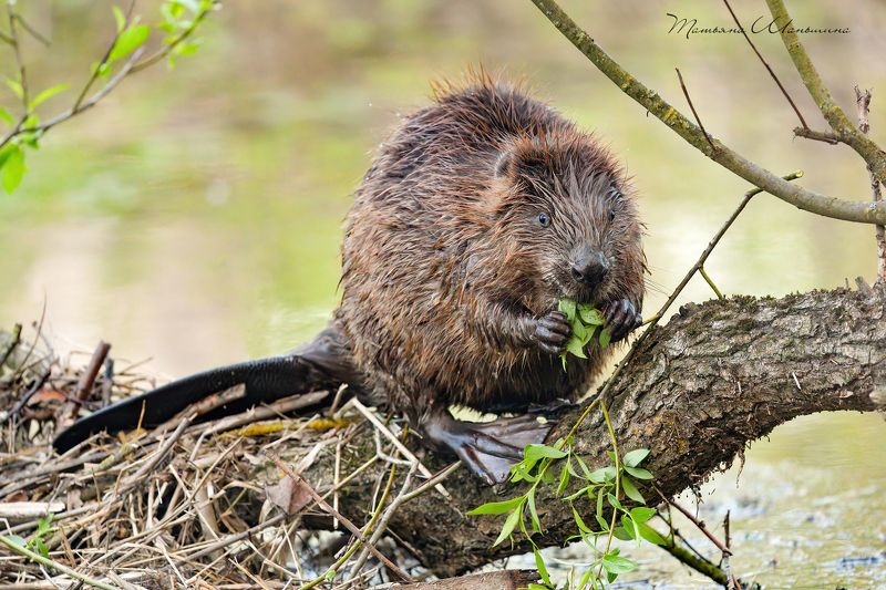 Перекус фото превью