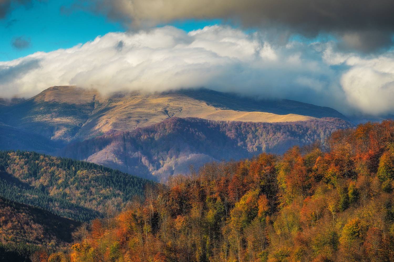 , Chirobocea Stefan