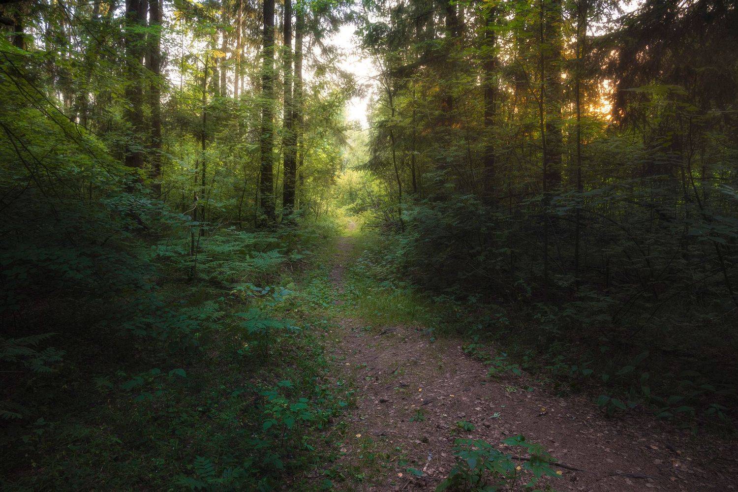лес, деревья, лето, листья, пейзаж, Валерий Вождаев