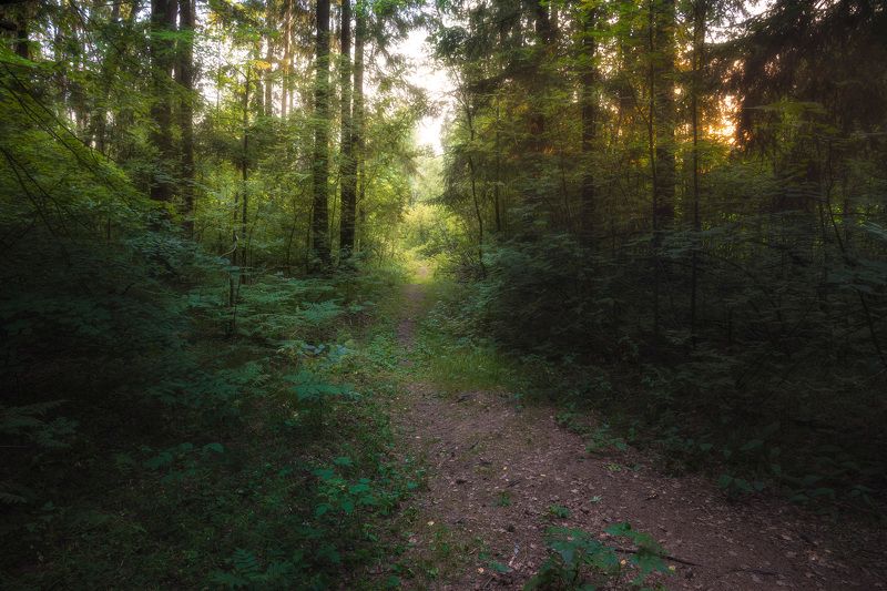 В летнем лесу фото превью