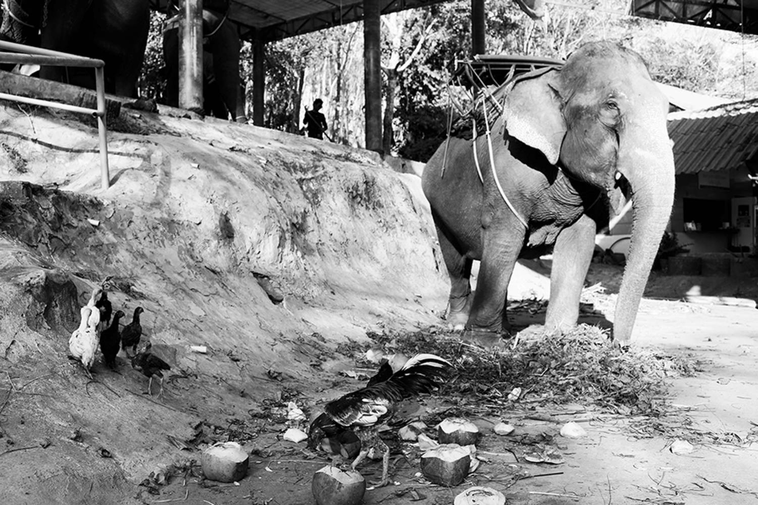 жанр, стрит, тай, слон, street photo, travel photo, bw street photo, tailand, elephant, репортаж, Mikhail Faletkin