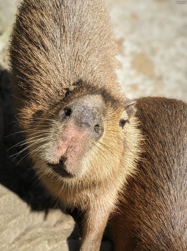 животные, портрет животного, мобильная фотография, млекопитающие, animals, mammals, animal portrait, mobile photography Южноамериканские мотивы и мордашки фото превью