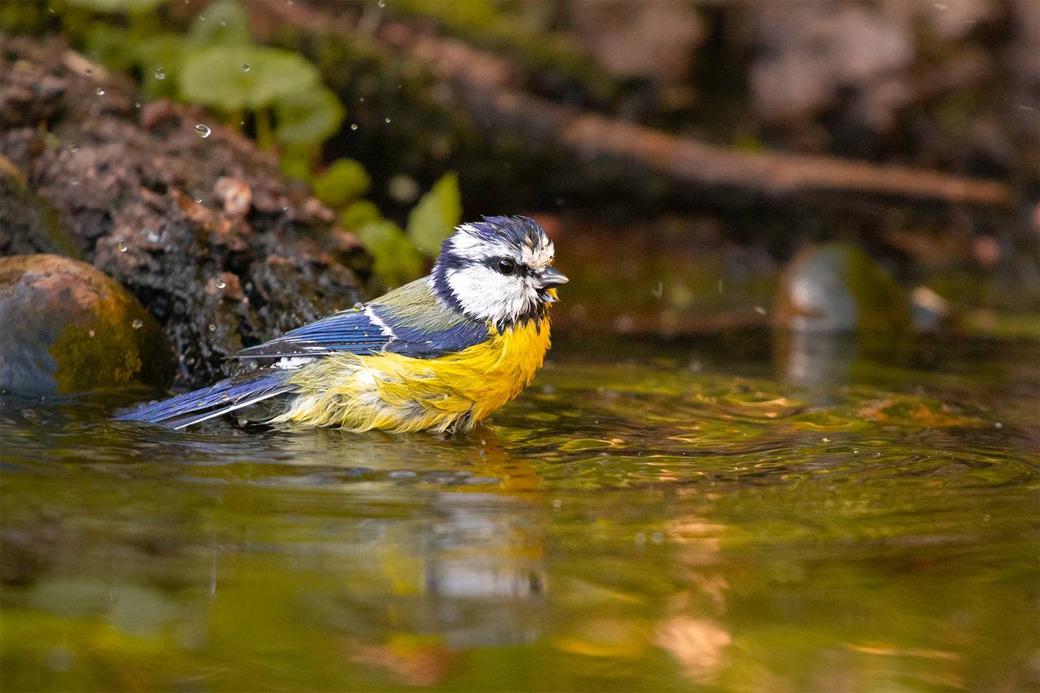 , Чудинин Дмитрий