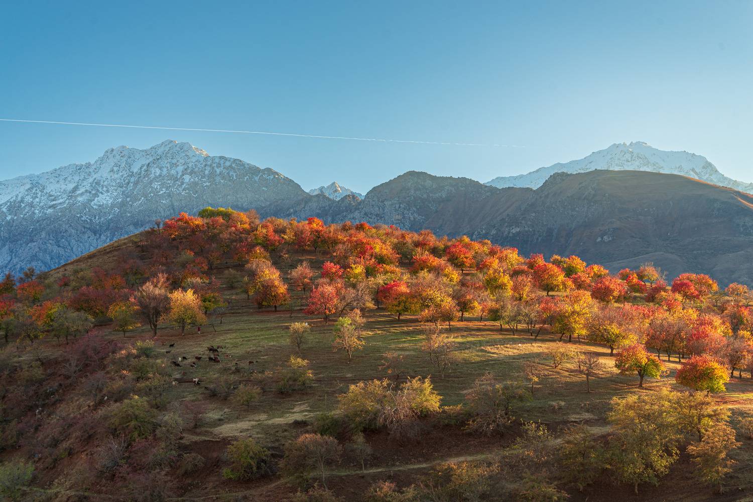 узбекистан, чимган, uzbekistan, chimgan, Исаков Дмитрий