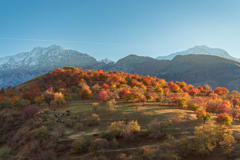 узбекистан, чимган, uzbekistan, chimgan Сад на холме фото превью