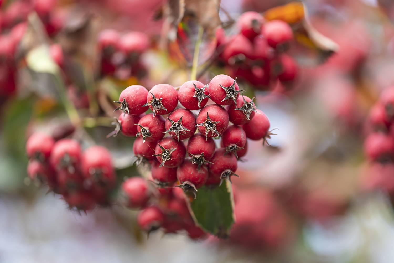 , Александр Земляной