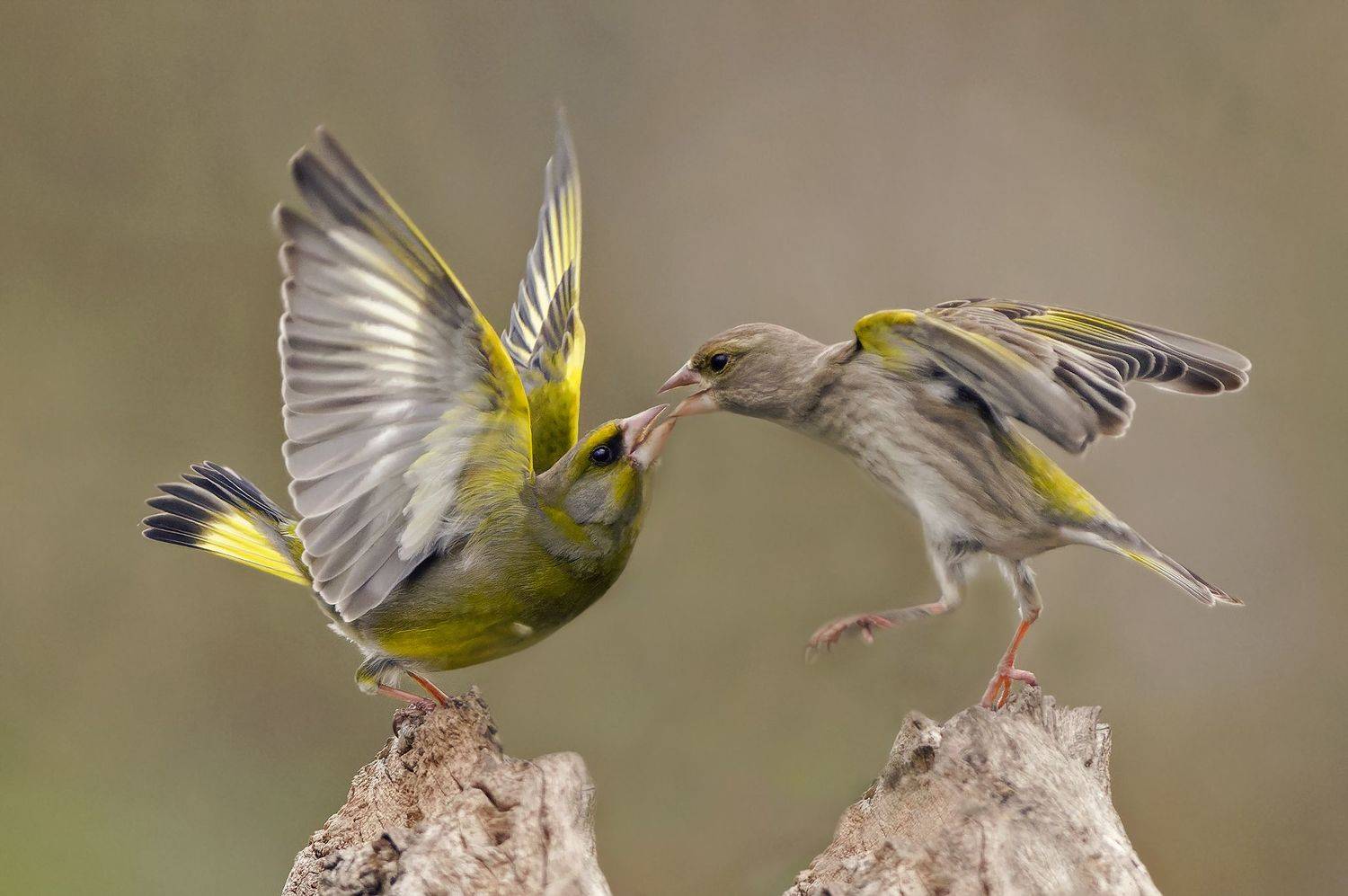 , Евгени Стефанов