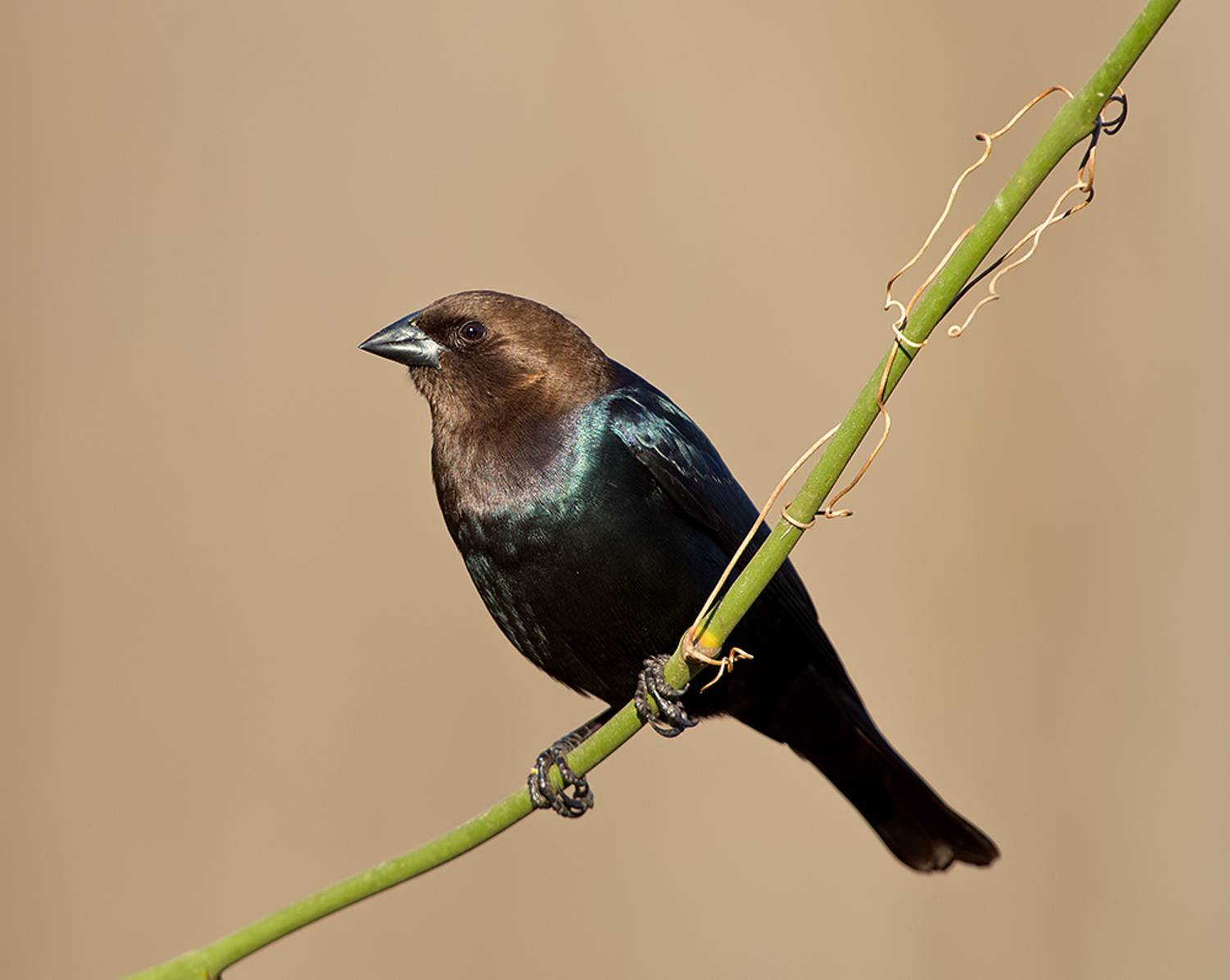 буроголовый коровий трупиал, brown-headed cowbird, трупиал, зима, Etkind Elizabeth