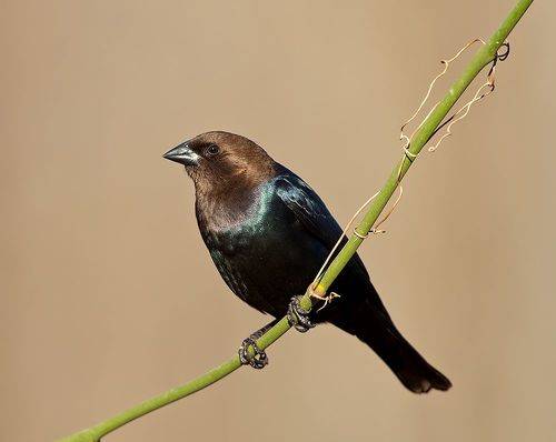 Brown-headed Cowbird - Буроголовый коровий трупиал