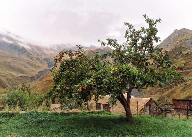 Яблони и горы…  Apple trees and mountains… фото превью