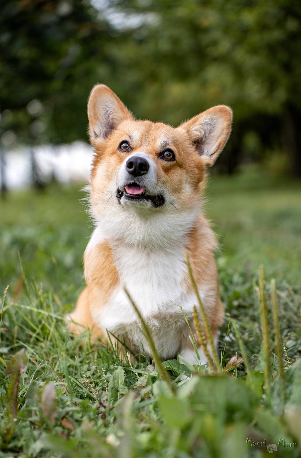 корги, собака, Маори Мурр