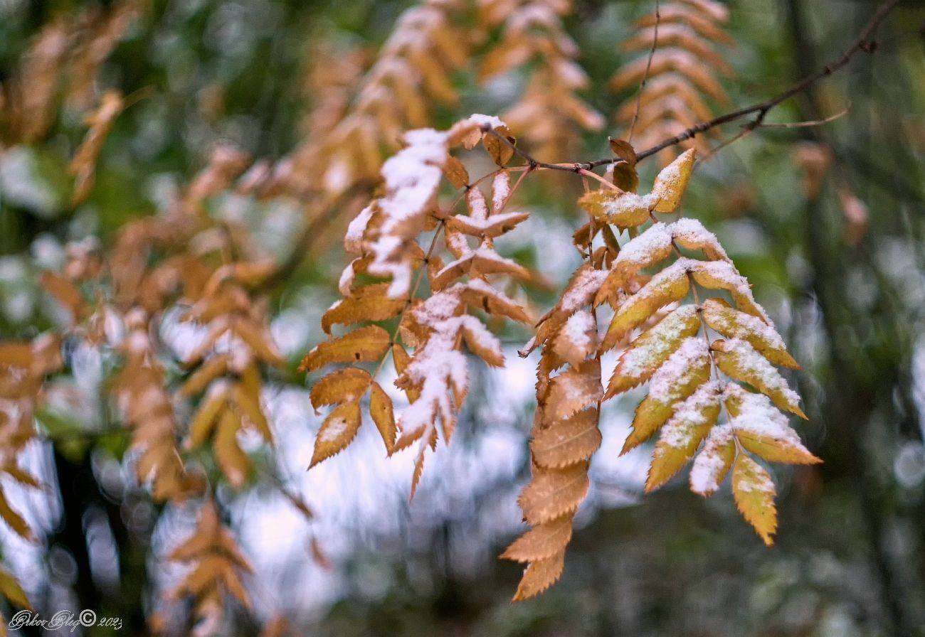 , Орлов Олег