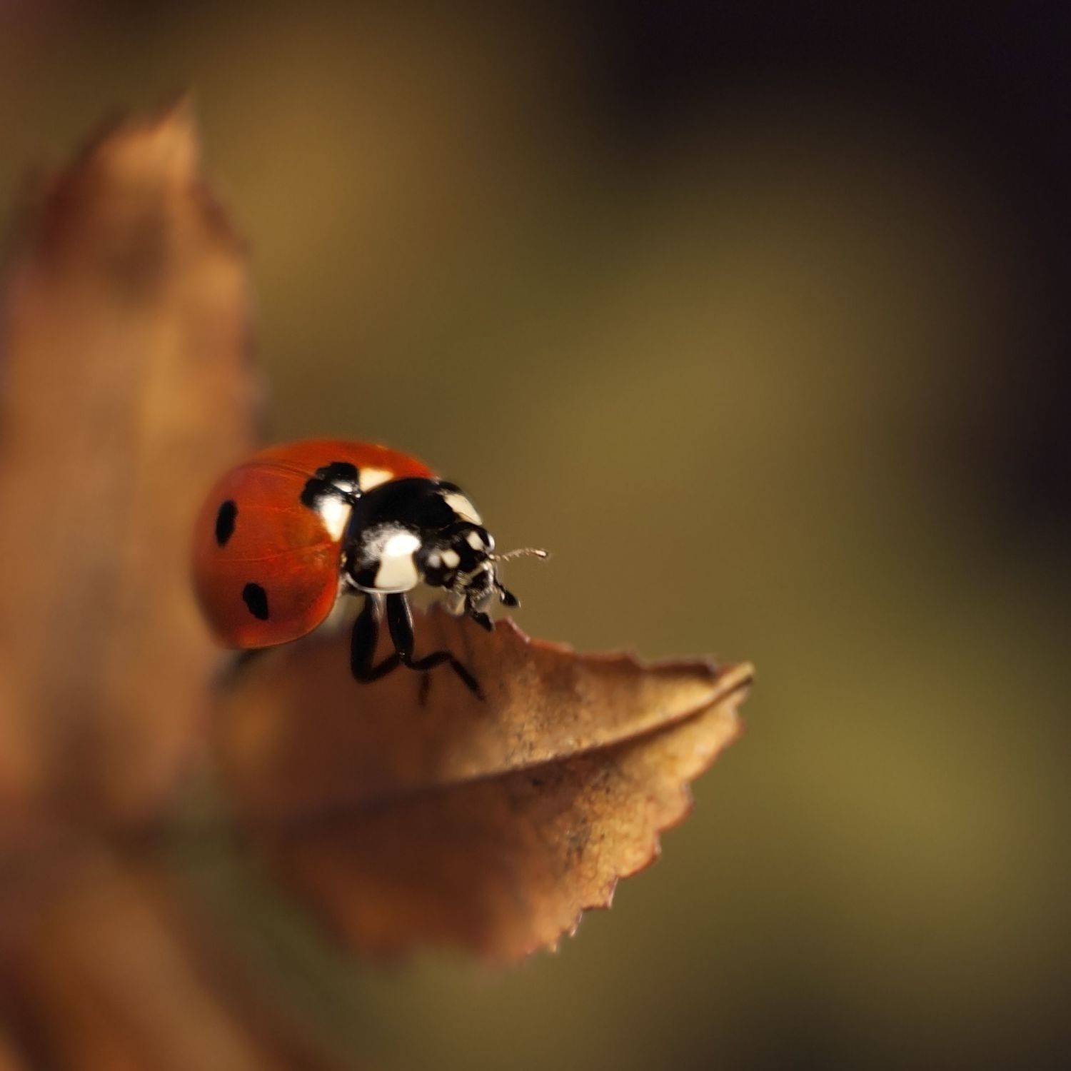 , Мария Александрова