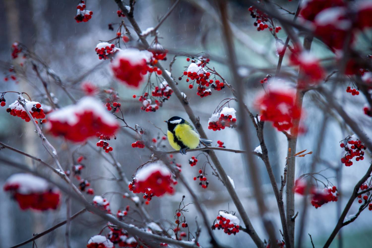 , Сергей Фаренюк