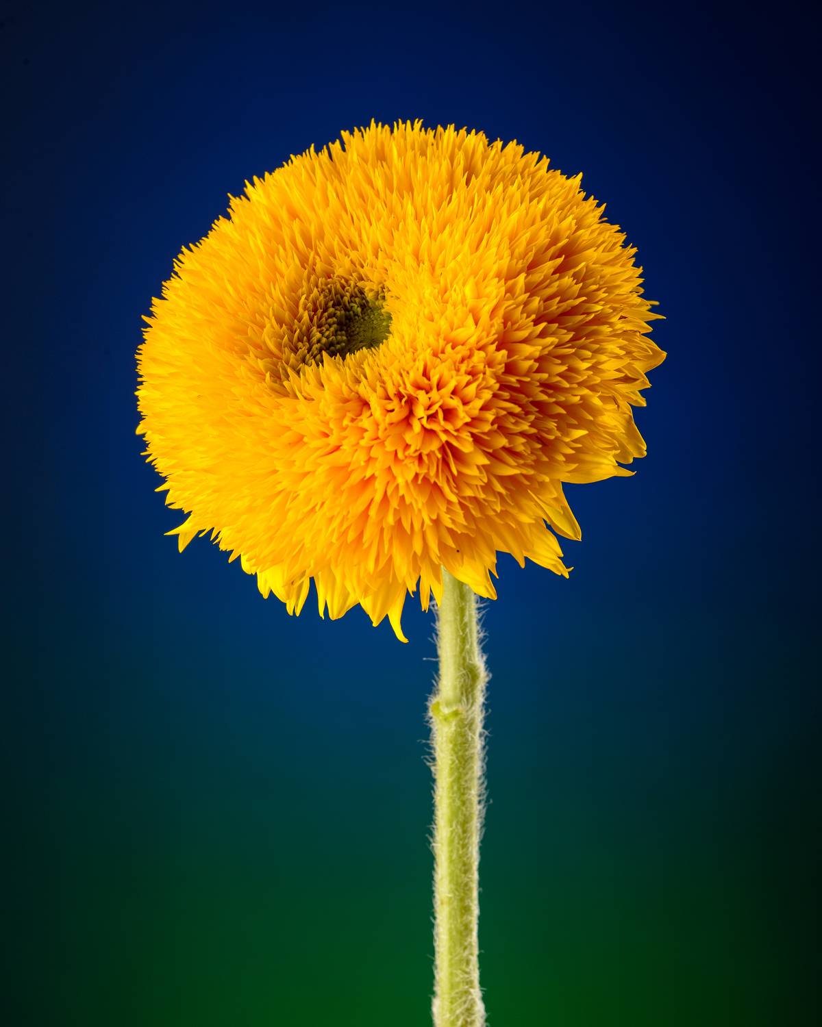 , Сизов Кирилл