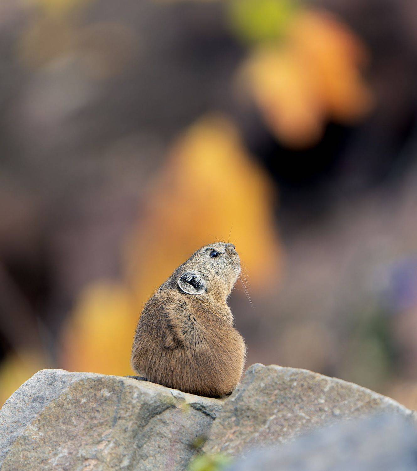 пищуха, дивногорск, ochotona, Павлов Дмитрий