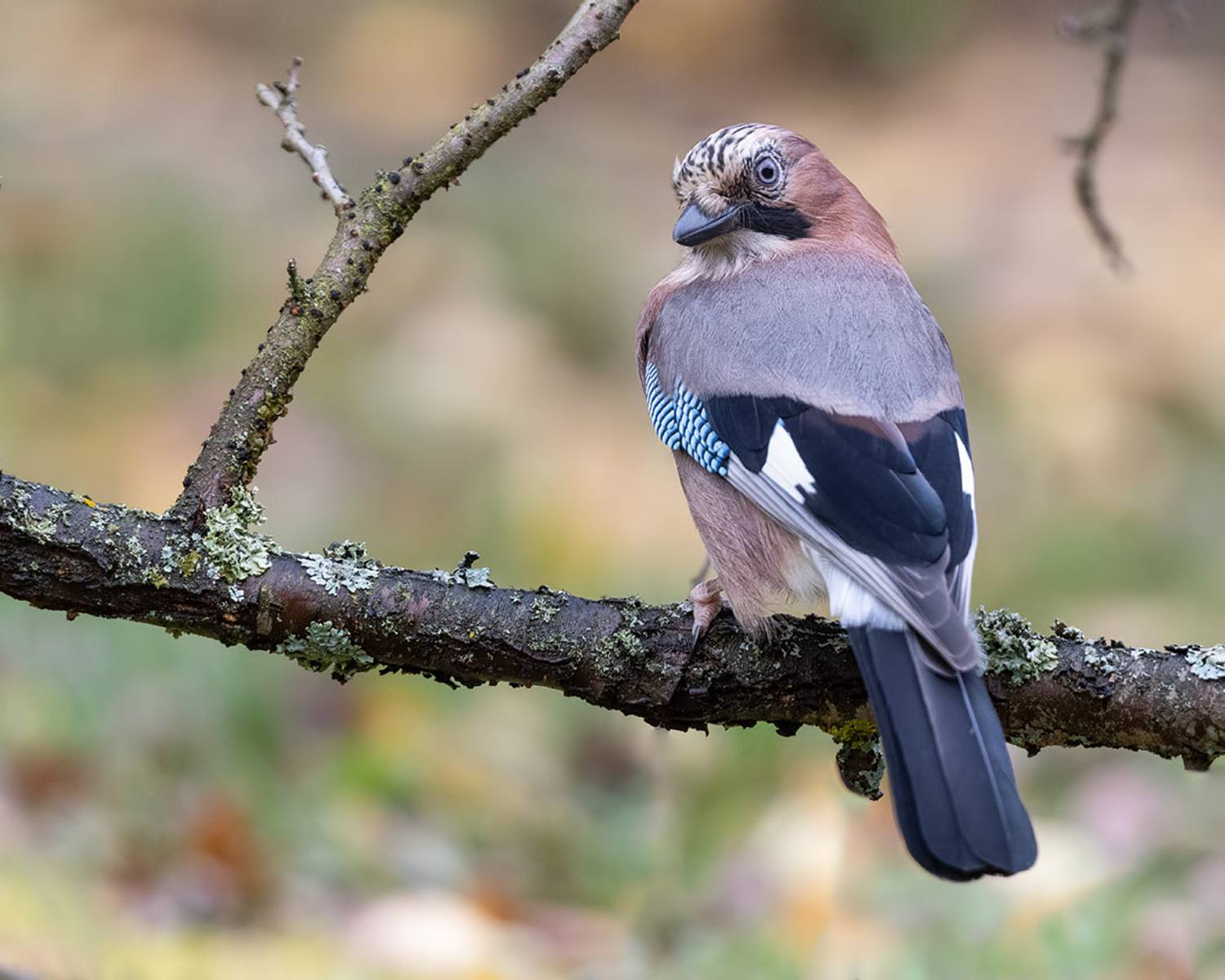птицы, сойка, Подмосковье, Елена Давыдова