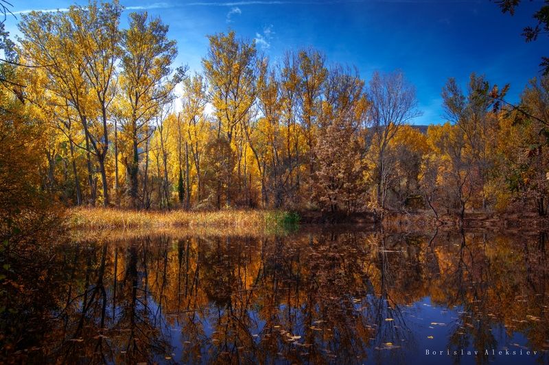 autumn,forest,travel,tree,orange,yellow,light,dark, Autumn фото превью