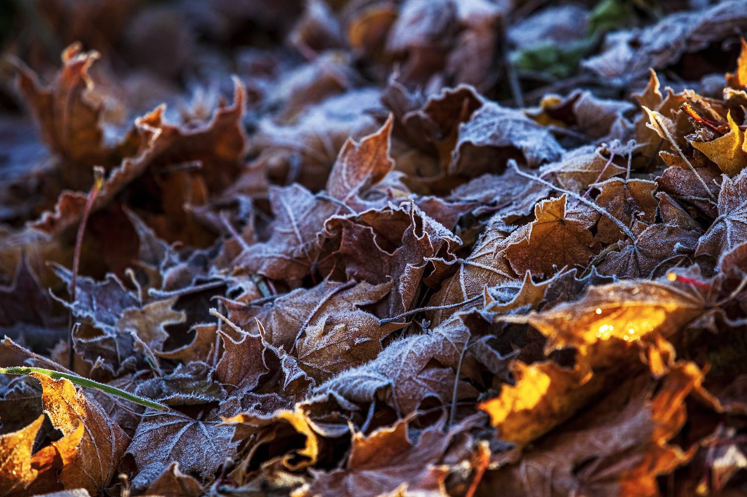 пейзаж, природа, листва, осень, заморозок, Игнатьев Александр