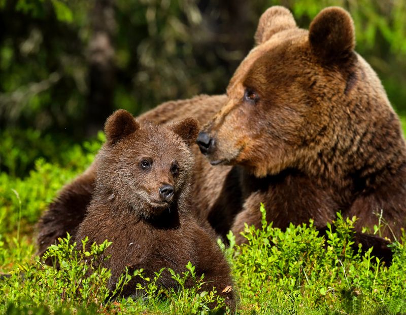 «Лесная мадонна» фото превью