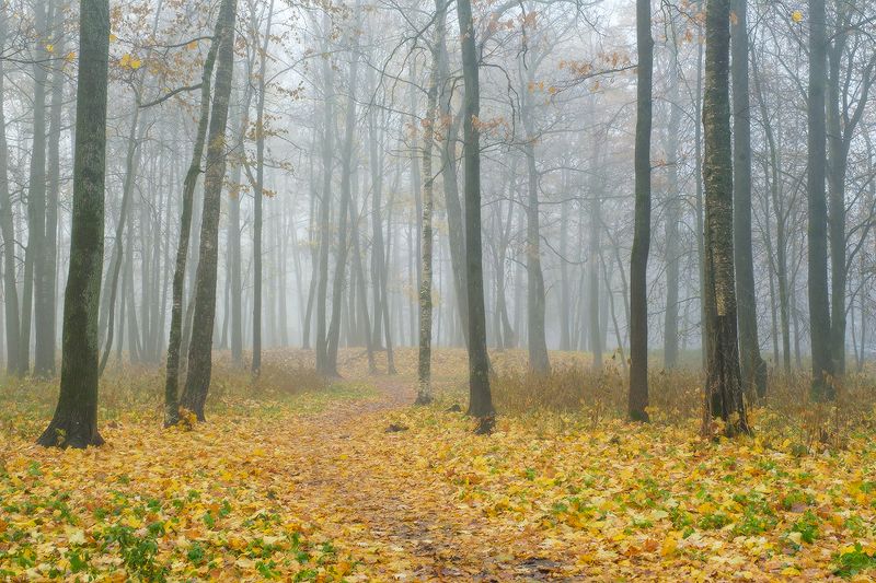 осенний туман фото превью