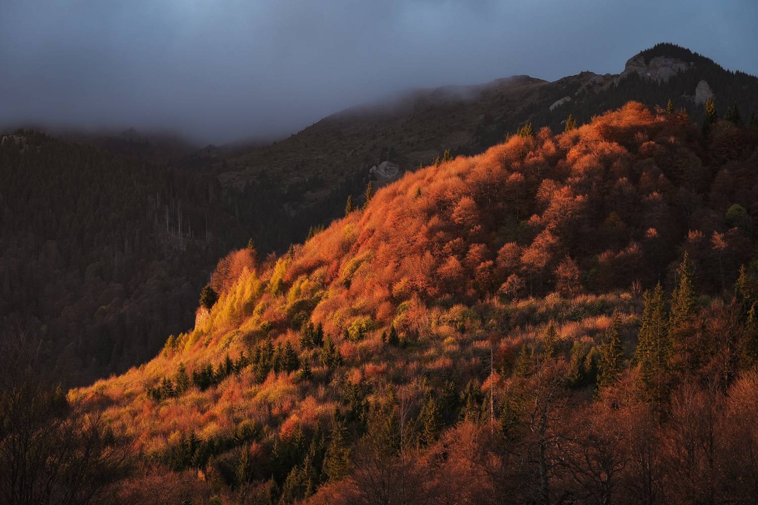 , Chirobocea Stefan