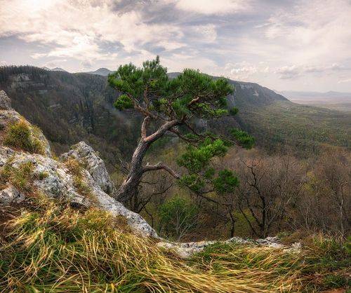 Кавказский бонсай