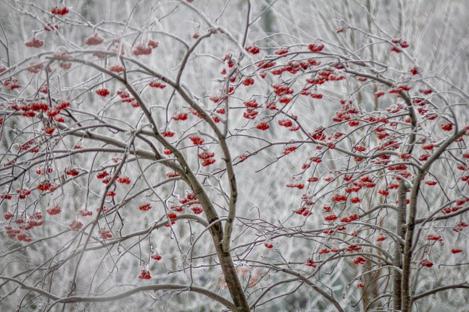 , Сергей Фаренюк