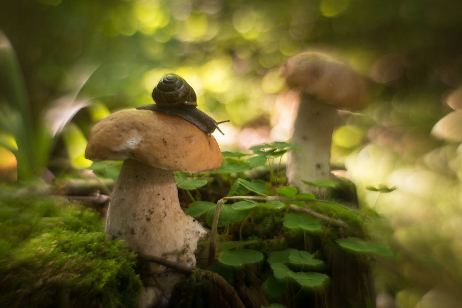 , Сизов Кирилл