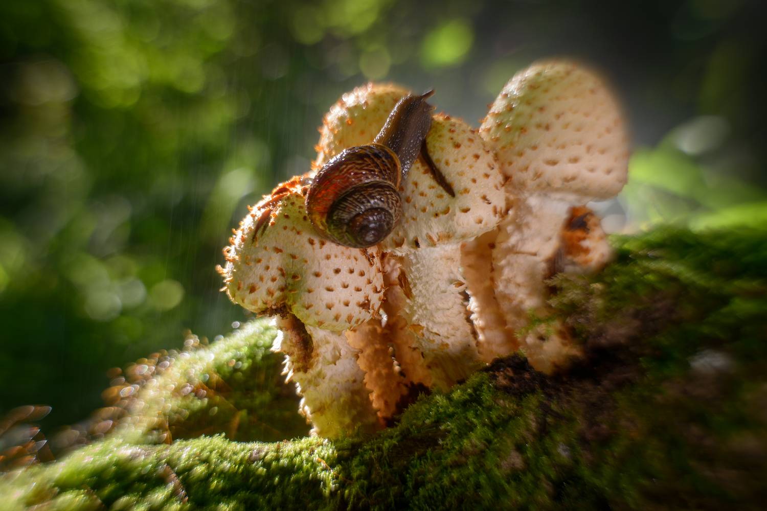 , Сизов Кирилл