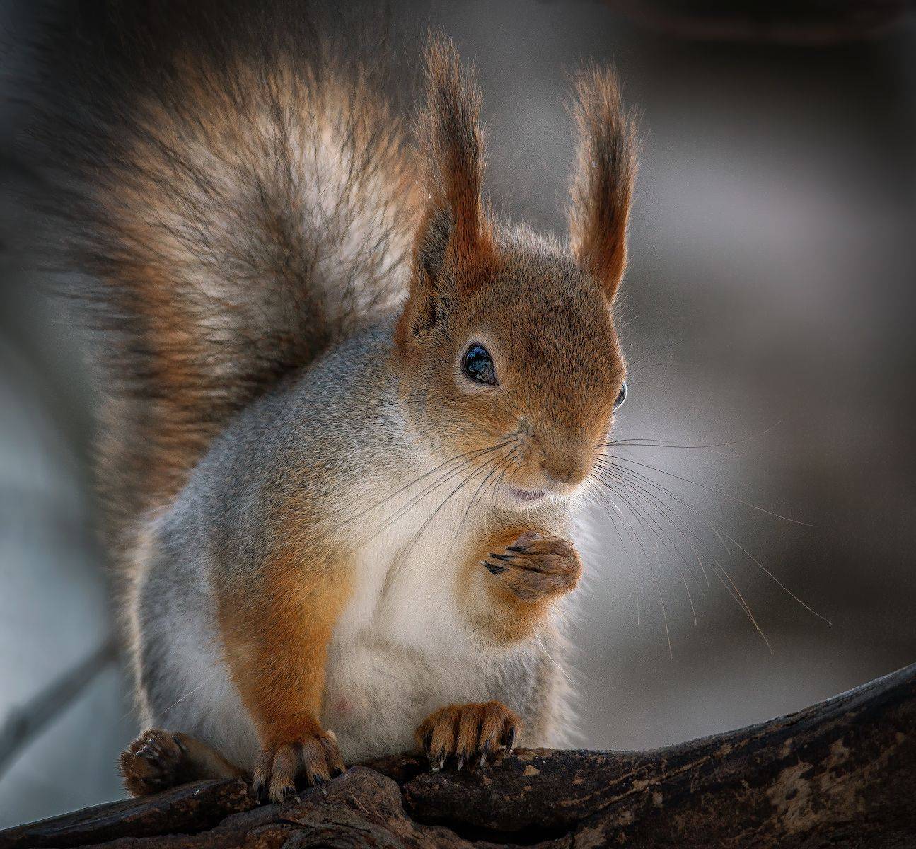 белка, Сергей Аникин